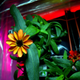 Illustration for article titled Astronauts Almost Killed Their First Flowers
